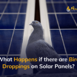 What Happens with Bird Droppings on Solar Panels?