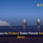 How to Protect Solar Panels from Birds